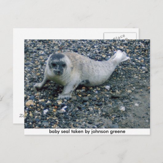 Carte Postale SEAL (2), phoque bébé pris par johnson greene (Devant / Derrière)
