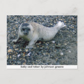 Carte Postale SEAL (2), phoque bébé pris par johnson greene (Devant)