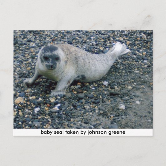 Carte Postale SEAL (2), phoque bébé pris par johnson greene (Devant)