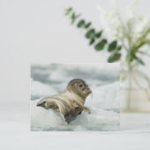 Carte Postale Seal bébé doux (Debout devant)
