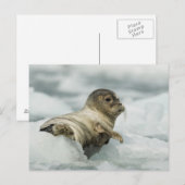 Carte Postale Seal bébé doux (Devant / Derrière)