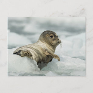 Carte Postale Seal bébé doux