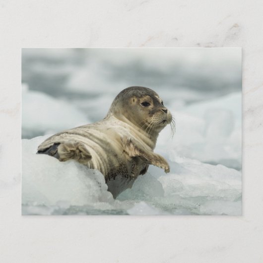 Carte Postale Seal bébé doux (Devant)