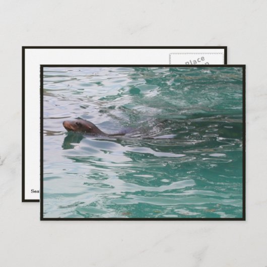 Carte postale Seal Head Peeks (Devant / Derrière)