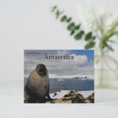 Carte Postale Seal in Cape Shirreff Livingston Island Antarctica (Debout devant)