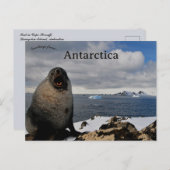 Carte Postale Seal in Cape Shirreff Livingston Island Antarctica (Devant / Derrière)