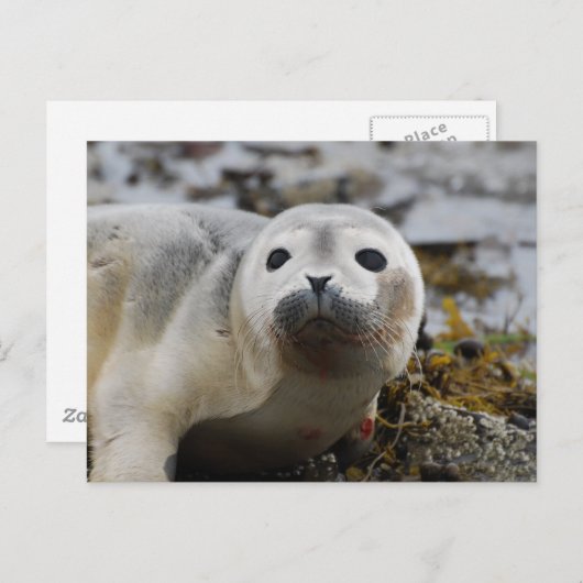 Carte postale Seal Pup (Devant / Derrière)