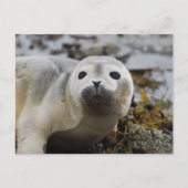 Carte postale Seal Pup (Devant)