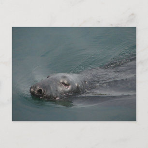 Carte Postale Seal, Stornoway Harbour