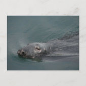 Carte Postale Seal, Stornoway Harbour (Devant)