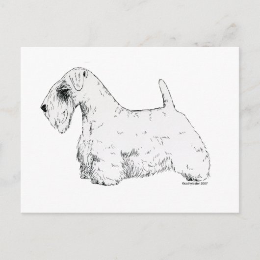 Carte Postale Sealyham Terrier (Devant)