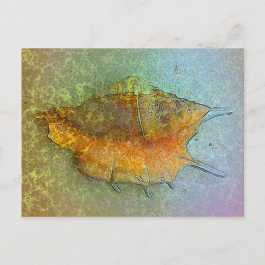 Carte postale SEASHELL (Devant)