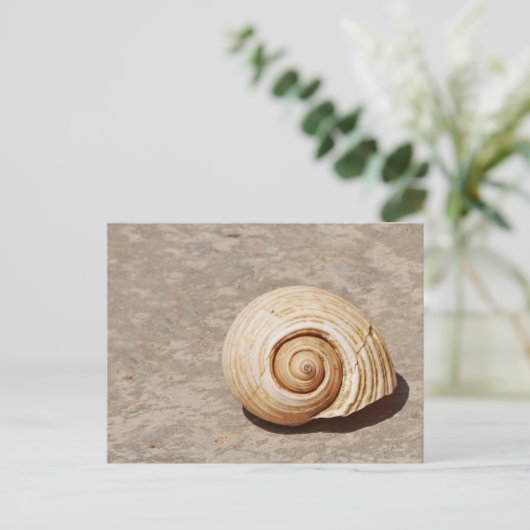 Carte Postale SeaShell (Debout devant)