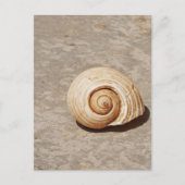 Carte Postale SeaShell (Devant)