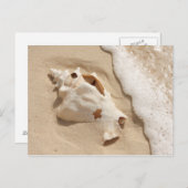 Carte Postale Seashell | Grand Turk Caribbean Island (Devant / Derrière)