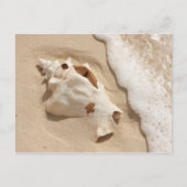 Carte Postale Seashell | Grand Turk Caribbean Island (Devant)