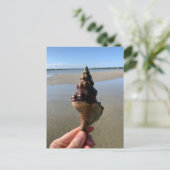 Carte Postale Seashell Photography Horse Conch Wild Florida (Debout devant)