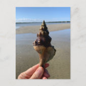 Carte Postale Seashell Photography Horse Conch Wild Florida (Devant)
