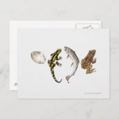 Carte Postale Seashell, Salamandre, Salmon (Devant / Derrière)