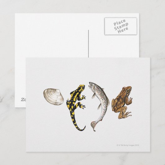 Carte Postale Seashell, Salamandre, Salmon (Devant / Derrière)