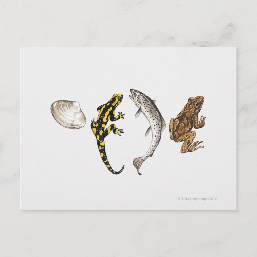 Carte Postale Seashell, Salamandre, Salmon (Devant)