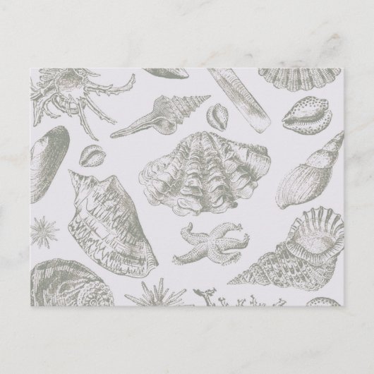 Carte Postale Seashell Soft Antique Art Beach Shops (Devant)