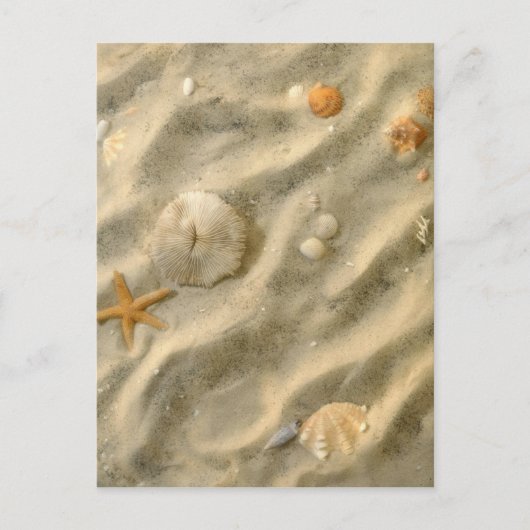 Carte Postale Seashells (Devant)