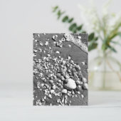 Carte Postale Seashells Beach Noir & Blanc Floride Photo (Debout devant)