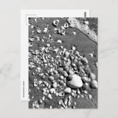 Carte Postale Seashells Beach Noir & Blanc Floride Photo (Devant / Derrière)
