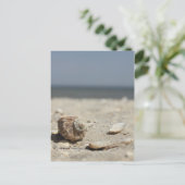 Carte Postale Seashells On Sand By the Sea (Debout devant)
