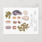 Carte postale Seashore Life (Devant)