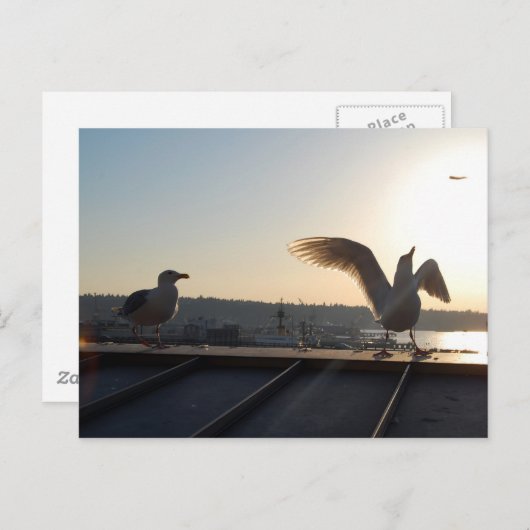 Carte Postale Seattle Seagull (Devant / Derrière)