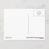 Carte Postale Seattle Seagull (Dos)