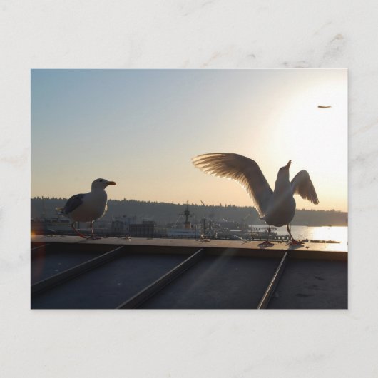 Carte Postale Seattle Seagull (Devant)