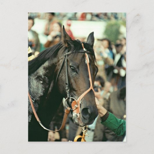 Carte Postale Seattle Slew Thoroughbred 1978 (Devant)