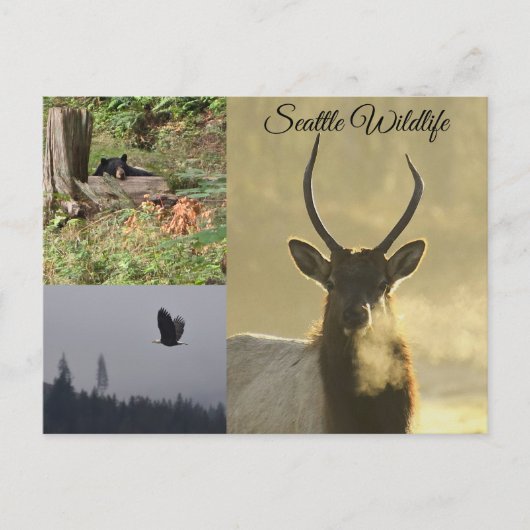 Carte Postale Seattle Wildlife (Devant)
