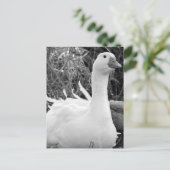 Carte Postale Sebastopol Goose (Debout devant)