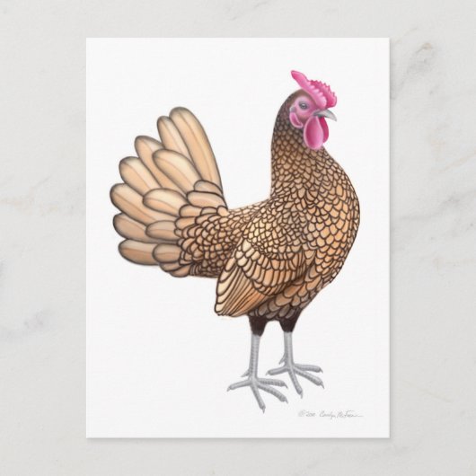 Carte postale Sebright Bantam Rooster (Devant)