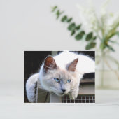 Carte Postale Secourez-moi Ragdoll Cat Eyes Photo originale (Debout devant)