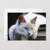 Carte Postale Secourez-moi Ragdoll Cat Eyes Photo originale (Devant / Derrière)