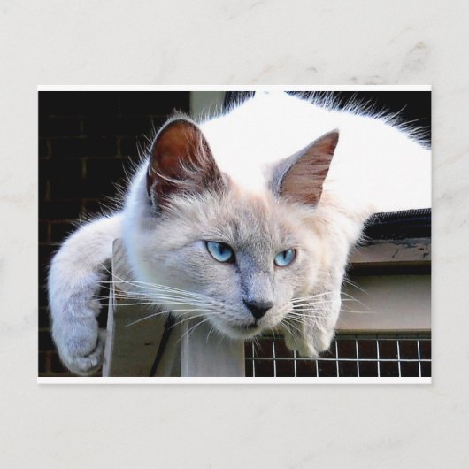 Carte Postale Secourez-moi Ragdoll Cat Eyes Photo originale (Devant)