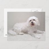 Carte Postale Secourt de petit chien blanc (maltais) (Devant / Derrière)