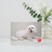 Carte Postale Secourt de petit chien blanc (maltais) (Debout devant)