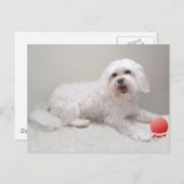 Carte Postale Secourt de petit chien blanc (maltais) (Devant / Derrière)