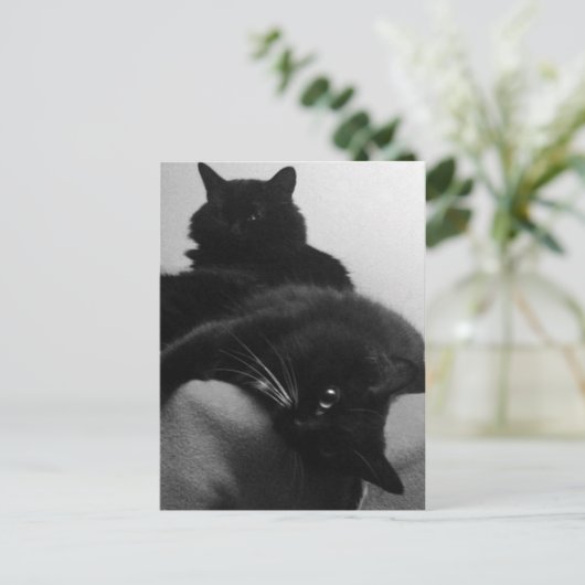 Carte postale secourt Kittens (Debout devant)