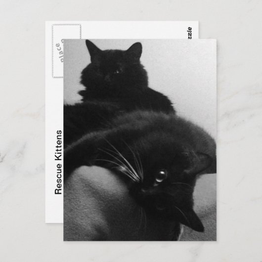 Carte postale secourt Kittens (Devant / Derrière)