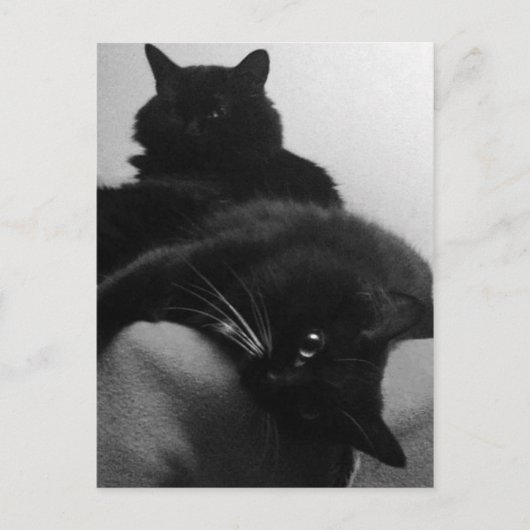 Carte postale secourt Kittens (Devant)