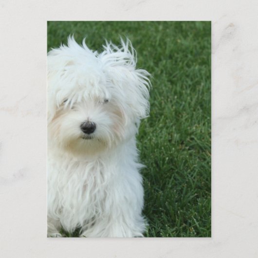 Carte postale Secourt maltaise (Devant)