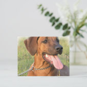 Carte postale Secourt Rhodesian Ridgeback (Debout devant)