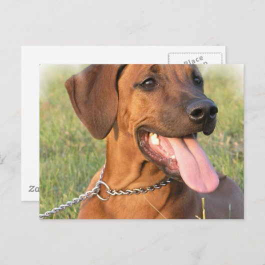 Carte postale Secourt Rhodesian Ridgeback (Devant / Derrière)